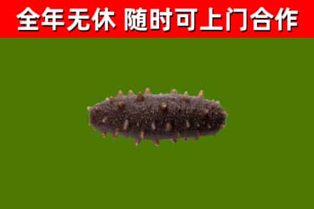 沾益区回收海参干